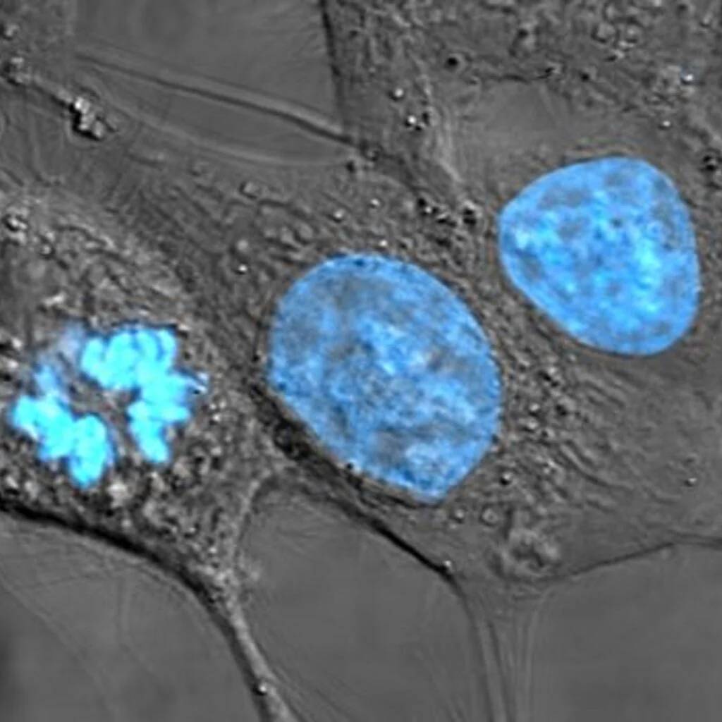 A cross-section of a eukaryotic cell — membrane, nucleus, and organelles glowing.