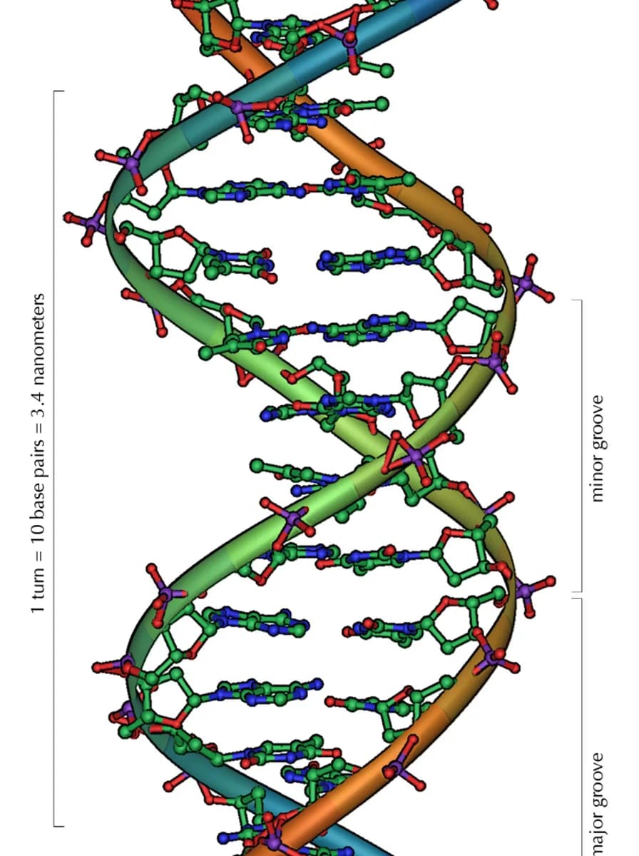 A glowing double-helix DNA strand drifting through cellular space.